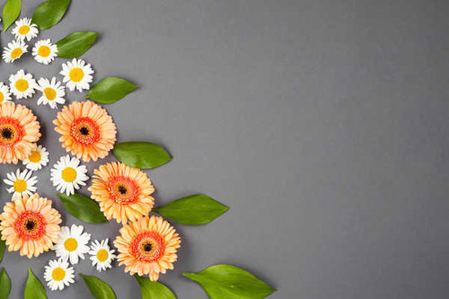 Jual Poster Gerberas Camomiles Gray background WPS