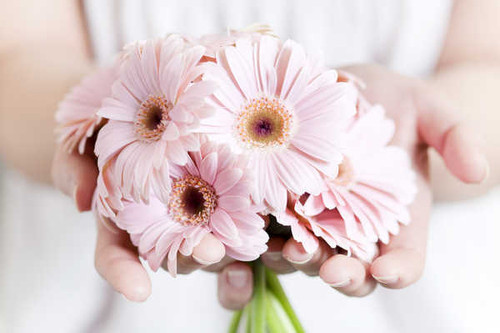 Jual Poster Gerberas Hands Pink WPS Jual Poster Gerberas Hands Pink WPS