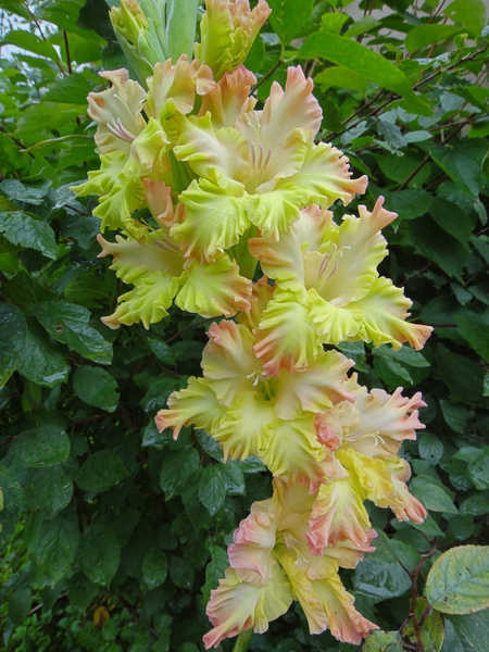 Jual Poster Gladioluses Closeup WPS 010