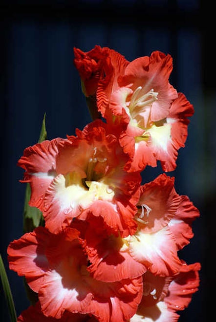 Jual Poster Gladioluses Closeup WPS 012