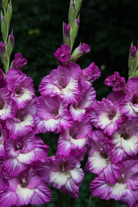 Jual Poster Gladioluses Closeup WPS 016