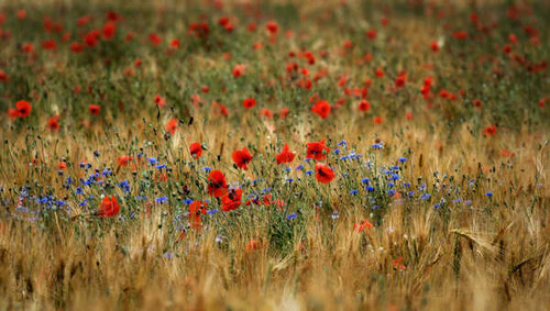 Jual Poster Grasslands Poppies Cornflowers Bokeh WPS