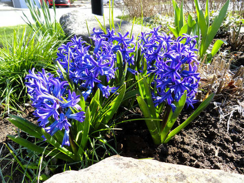 Jual Poster Hyacinths Closeup Blue WPS