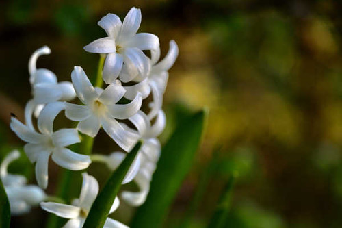 Jual Poster Hyacinths Closeup Bokeh White WPS