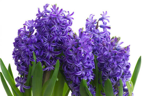 Jual Poster Hyacinths Closeup Violet WPS 001