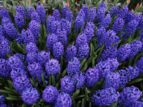 Jual Poster Hyacinths Closeup Violet WPS 002