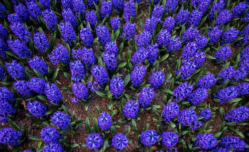 Jual Poster Hyacinths Many Violet WPS