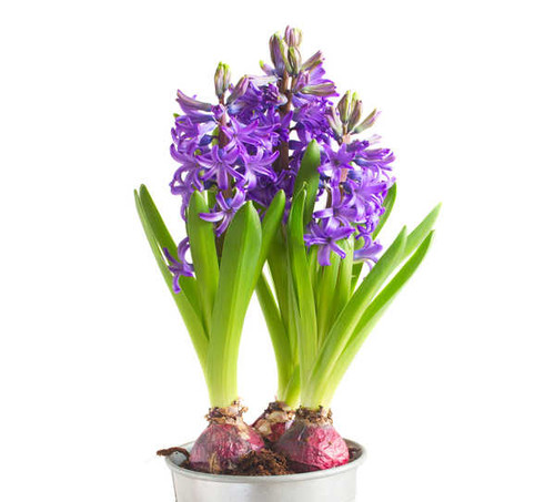 Jual Poster Hyacinths Violet WPS