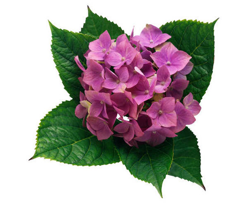 Jual Poster Hydrangea Closeup White background Pink color WPS