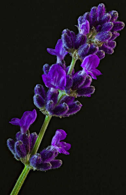 Jual Poster Lavandula Closeup Black background Violet WPS