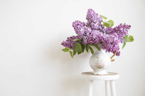 Jual Poster Lilac White background Vase WPS 002