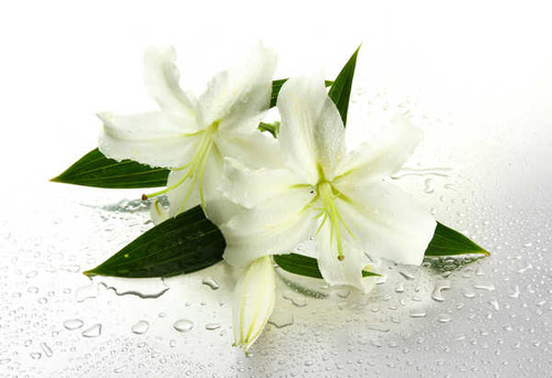Jual Poster Lilies White Drops WPS