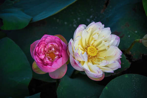 Jual Poster Lotus flower Closeup Two From above Pink color WPS