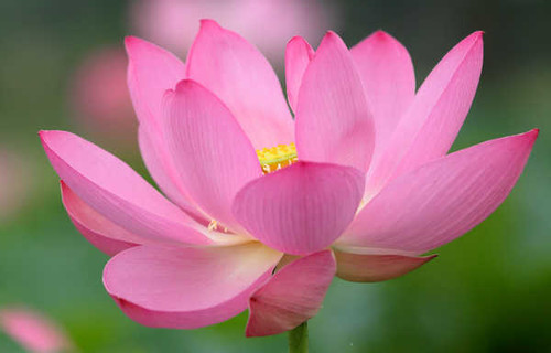 Jual Poster Lotus flower Macro Closeup Pink color WPS