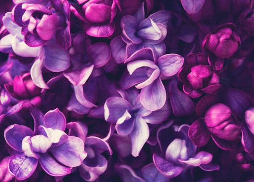 Jual Poster Macro Closeup Lilac Violet WPS 002