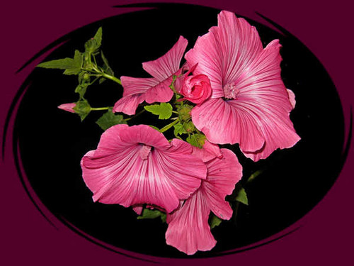 Jual Poster Malva Closeup Pink color WPS 001