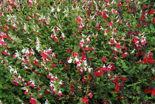 Jual Poster Many Sweet pea WPS