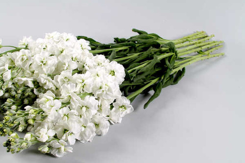 Jual Poster Matthiola White WPS 001