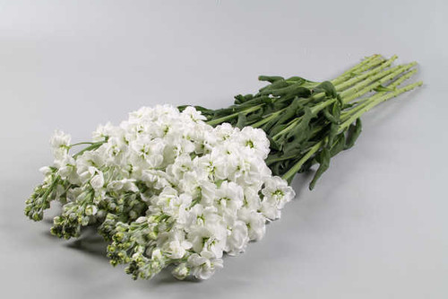 Jual Poster Matthiola White WPS 002