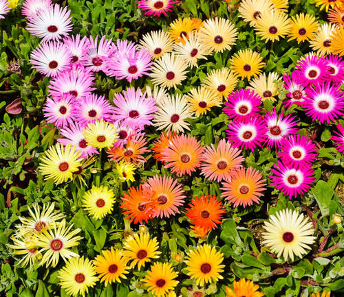 Jual Poster Mesembryanthemum Many Closeup WPS