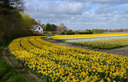Jual Poster Netherlands Spring Fields Daffodils Many WPS Jual Poster Netherlands Spring Fields Daffodils Many WPS