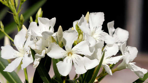 Jual Poster Oleander Closeup Nerium oleander White WPS