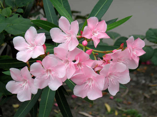 Jual Poster Oleander Pink color WPS 001