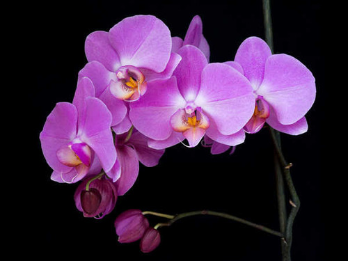 Jual Poster Orchid Black background Flower bud Violet WPS