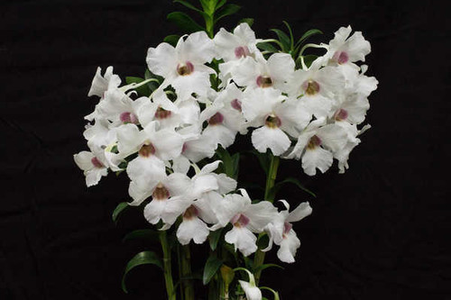 Jual Poster Orchid Black background White WPS