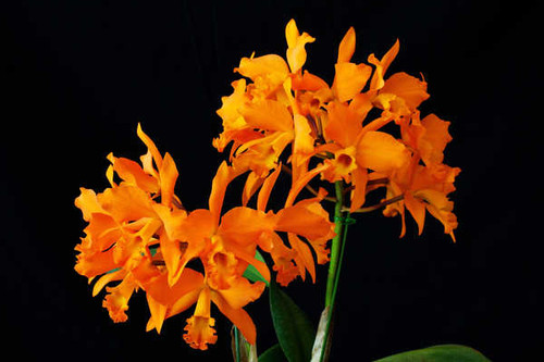 Jual Poster Orchid Closeup Black background Orange WPS