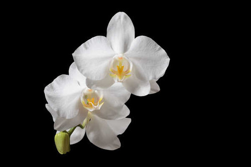 Jual Poster Orchid Closeup Black background White WPS 001