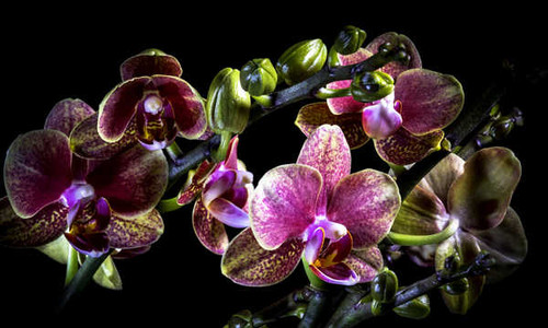 Jual Poster Orchid Closeup Black background WPS 004