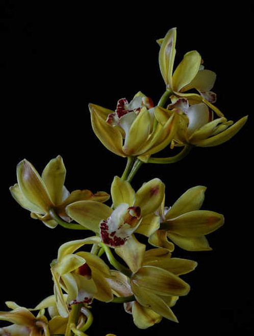 Jual Poster Orchid Closeup Black background Yellow WPS 001