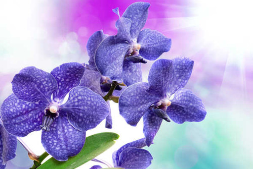 Jual Poster Orchid Closeup Blue WPS