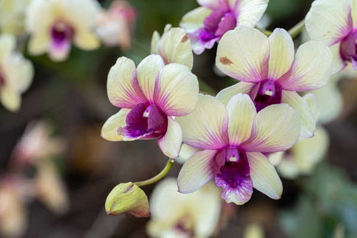 Jual Poster Orchid Closeup Bokeh WPS 002