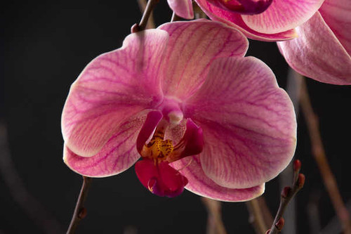 Jual Poster Orchid Closeup Pink color WPS 003