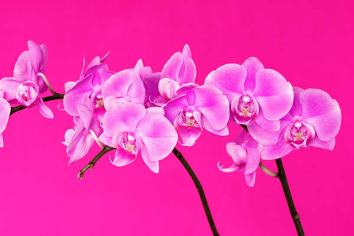 Jual Poster Orchid Closeup Pink color WPS 004