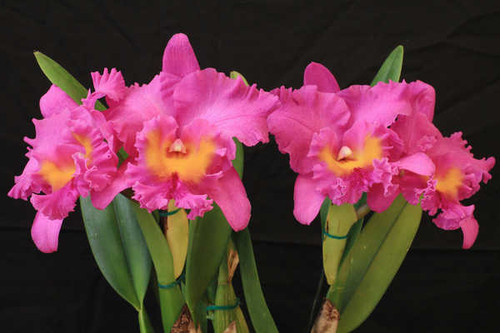 Jual Poster Orchid Closeup Pink color WPS 005