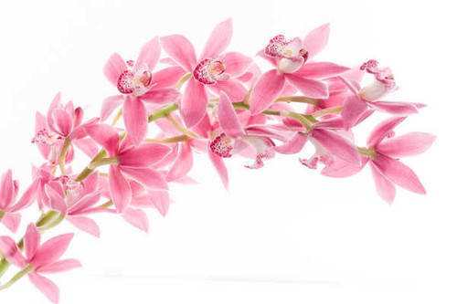 Jual Poster Orchid Closeup Pink WPS 003