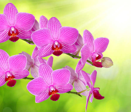 Jual Poster Orchid Closeup Pink WPS 006