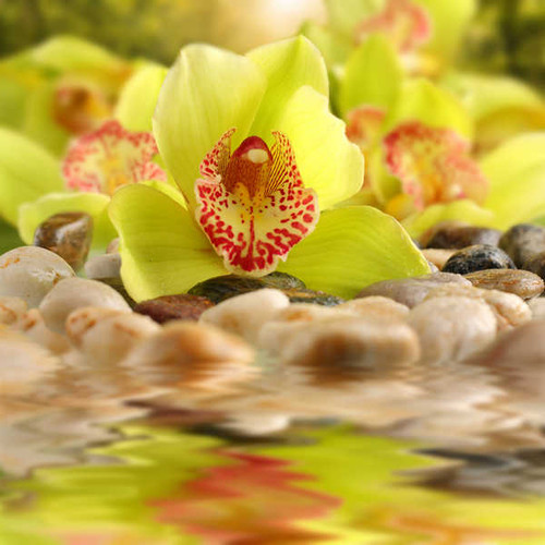 Jual Poster Orchid Closeup Reflection WPS