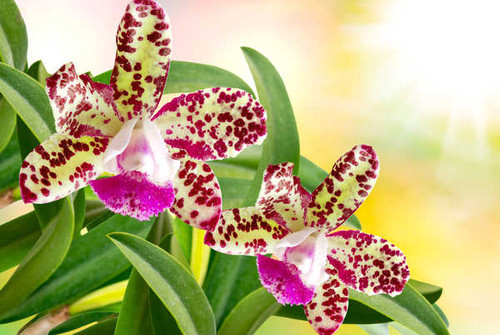 Jual Poster Orchid Closeup Two WPS