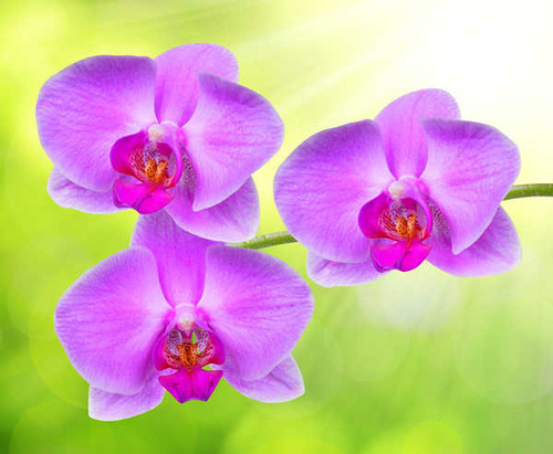 Jual Poster Orchid Closeup Violet WPS 001