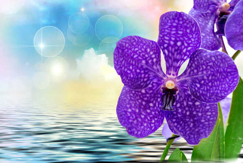 Jual Poster Orchid Closeup Violet WPS 003