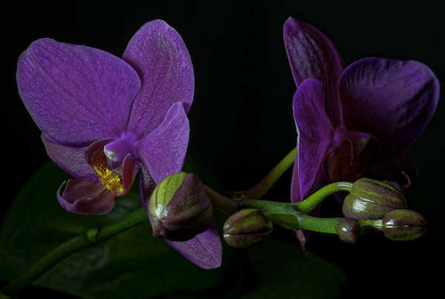 Jual Poster Orchid Closeup Violet WPS 004