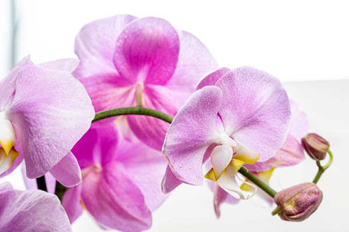 Jual Poster Orchid Closeup White background Pink color WPS