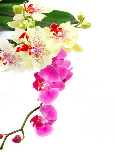Jual Poster Orchid Closeup White background WPS 001
