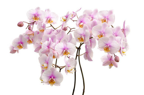 Jual Poster Orchid Closeup White background WPS 002