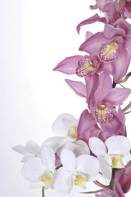 Jual Poster Orchid Closeup White background WPS 003