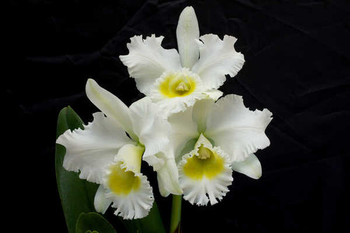 Jual Poster Orchid Closeup White WPS 002